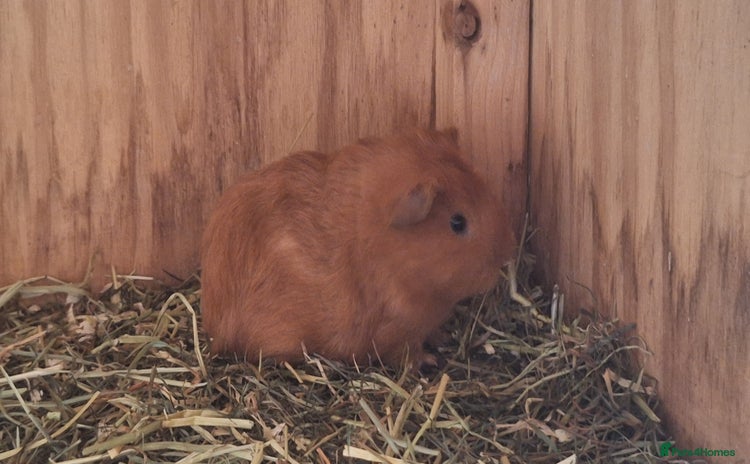 Guinea Pig rodents - Advert 14