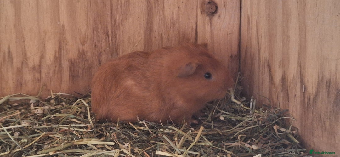 Guinea Pig rodents for sale: Funky male baby Guinea Pigs  - Image 9
