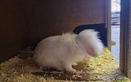 Lionhead rabbits for sale: Little girl bunny looking for her new home  - Image 2