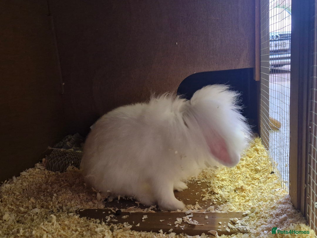 Lionhead rabbits for sale: Little girl bunny looking for her new home  - Image 2