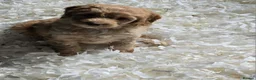 Australian Labradoodle dogs for sale: Gorgeous miniature labradoodle babies - Advert 18