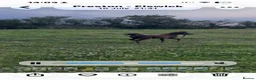 Miniature horses for sale: Falabella blend colt - Advert 7