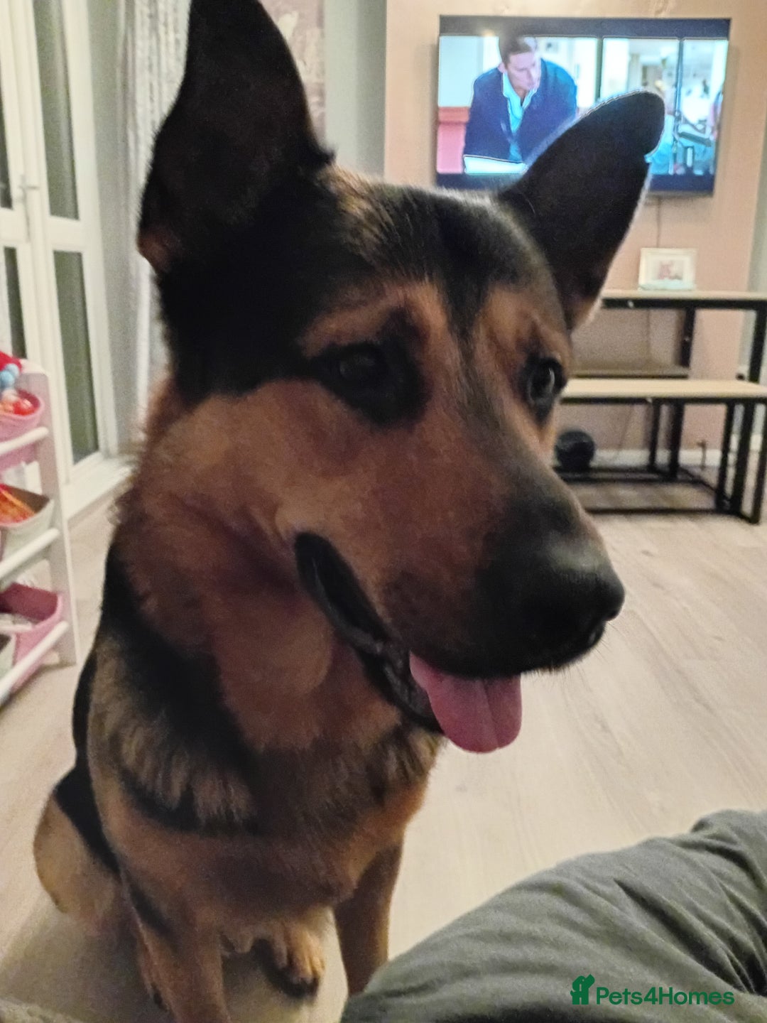 Mixed Breed dogs for sale: Kobe  - Advert 2