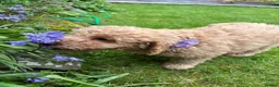 Cockapoo dogs for sale: Cockapoo Puppies!! 🐶  - Advert 26