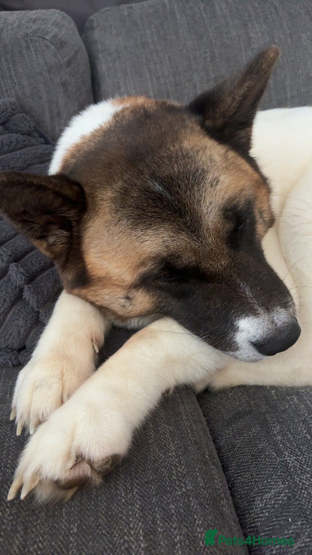 Akita dogs for sale: Akita for rehoming - Advert 4