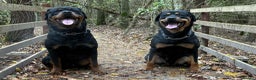 Rottweiler dogs for sale: Big boned chunky Rottweiler puppies - Advert 3