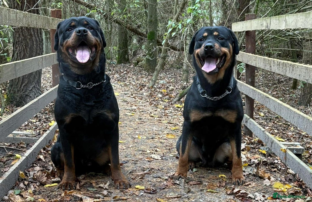 Rottweiler dogs for sale: Big boned chunky Rottweiler puppies - Advert 3