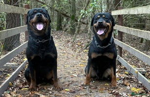Rottweiler dogs Big boned chunky Rottweiler puppies - Advert 3