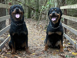 Rottweiler dogs Big boned chunky Rottweiler puppies - Advert 4