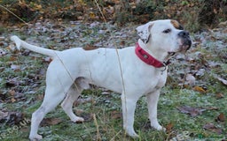 American Bulldog dogs for sale: American Bulldog Puppies – Ready Now! - Image 27