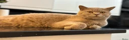 British Shorthair cats for sale: Lovely kittens looking for new home - Advert 2