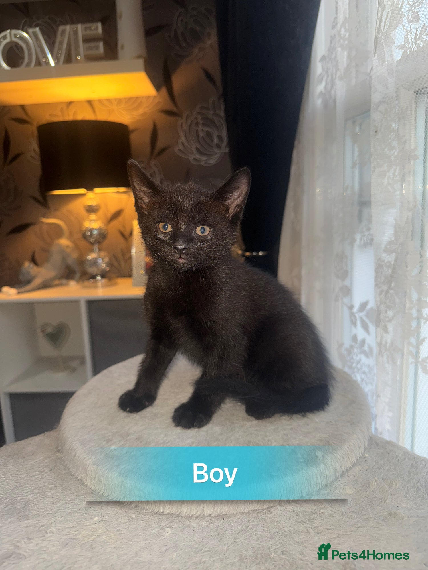 Mixed Breed cats for sale: 6 beautiful chunky kittens  - Advert 11