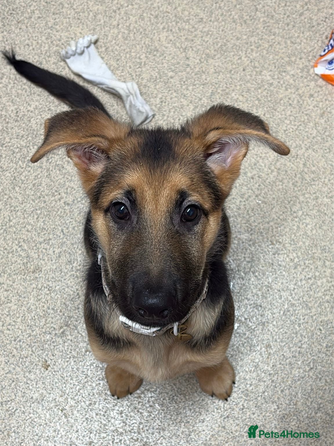 German Shepherd dogs 🐾 Beautiful German Shepherd Puppy “Goose” 🐾 - Advert 17