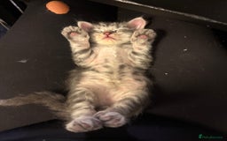 Persian cats for sale: Adorable fluffy Kittens ready for forever home - Image 2