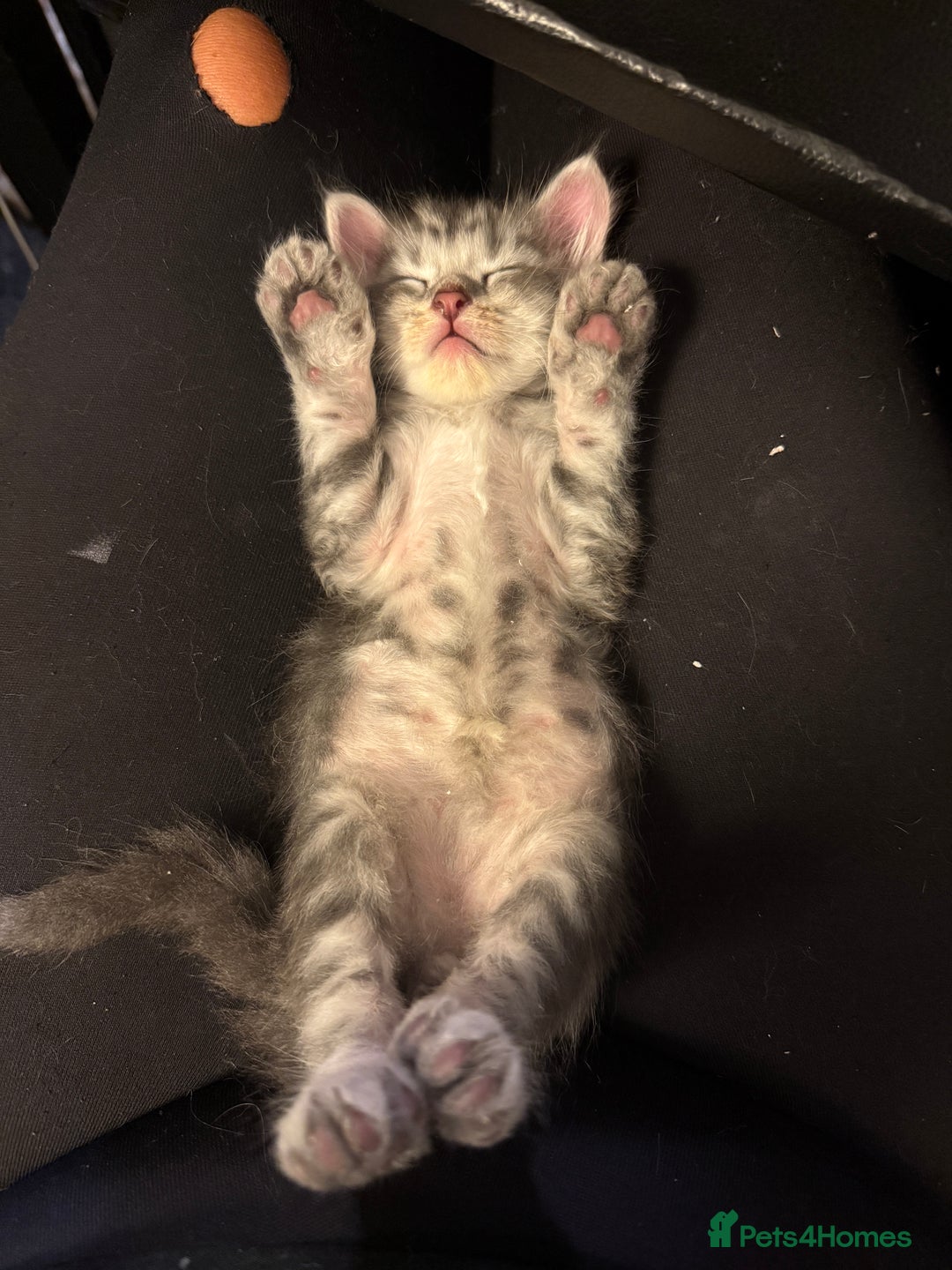 Persian cats for sale: Adorable fluffy Kittens ready for forever home - Image 2