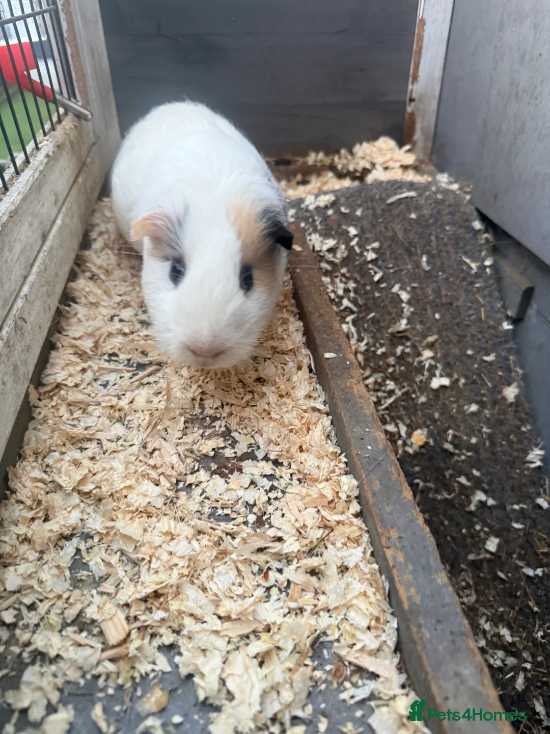 Guinea Pig rodents for sale: 2 male guinea pigs - Advert 3