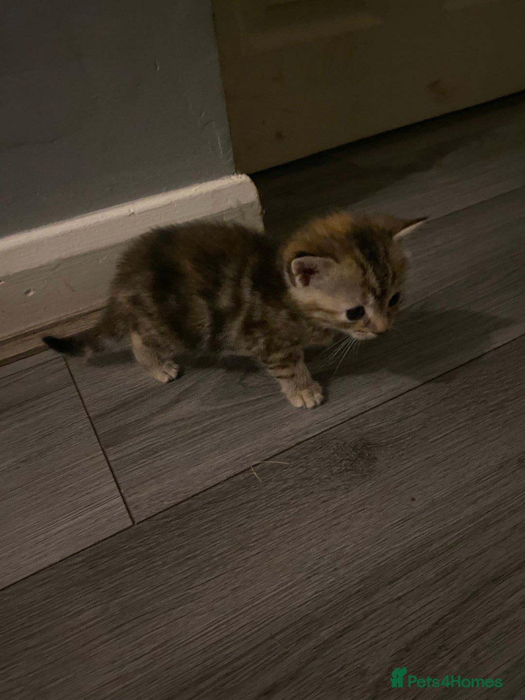 Mixed Breed cats for sale: 3 beautiful kittens looking for their forever home - Image 2