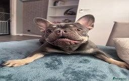 French Bulldog dogs for sale: 2 years old female French Buldog - Image 1