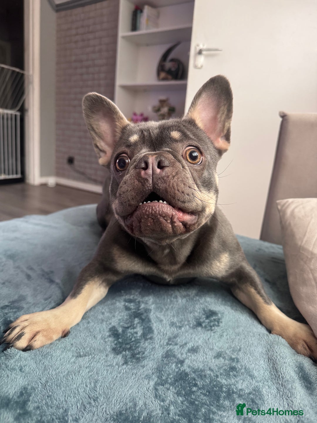 French Bulldog dogs for sale: 2 years old female French Buldog - Image 1
