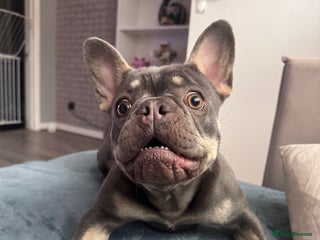 French Bulldog dogs for sale - Advert 1