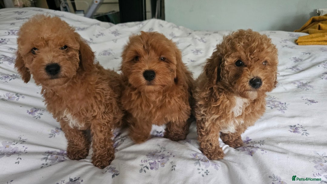 Mixed Breed dogs for sale: Westipoo ready  - Advert 4