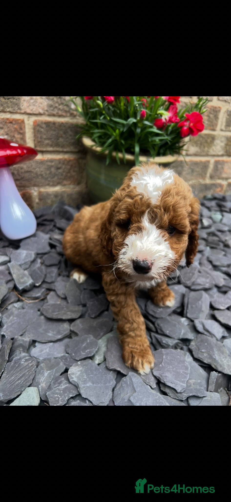 Cockapoo dogs F1b cockerpoos for sale - Advert 2
