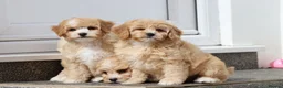Cavapoochon dogs for sale: Beautiful Cavapoochon puppies for sale - Advert 32