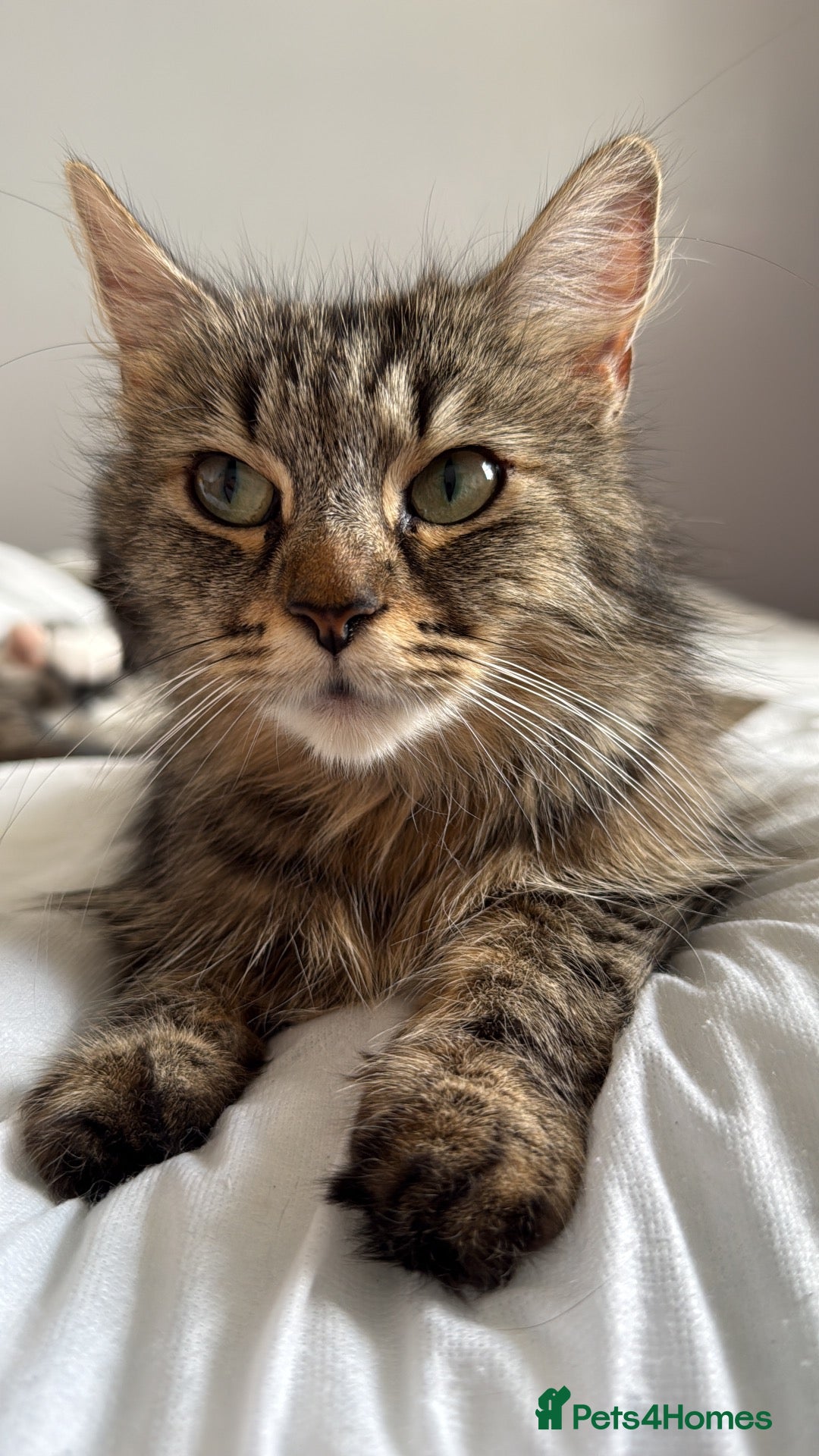 Mixed Breed cats Main coon x kittens  - Advert 5
