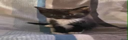Mixed Breed cats for sale: Ragdoll mum and ginger dad  in Boston - Advert 13