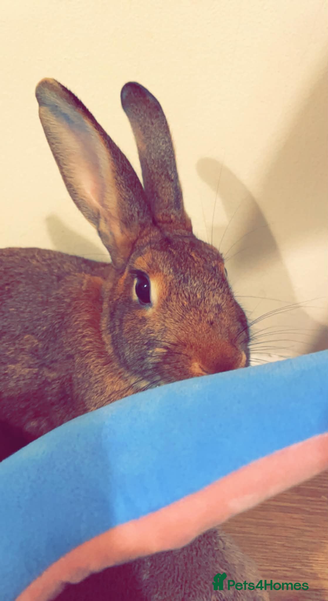 Mixed Breed rabbits for sale: Daisy - Advert 1