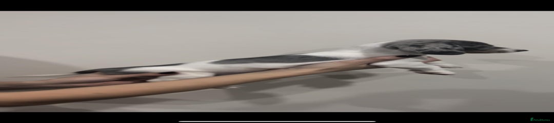 Miniature Dachshund Puppy 3