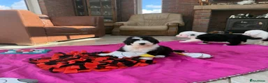 Old English Sheepdog 4