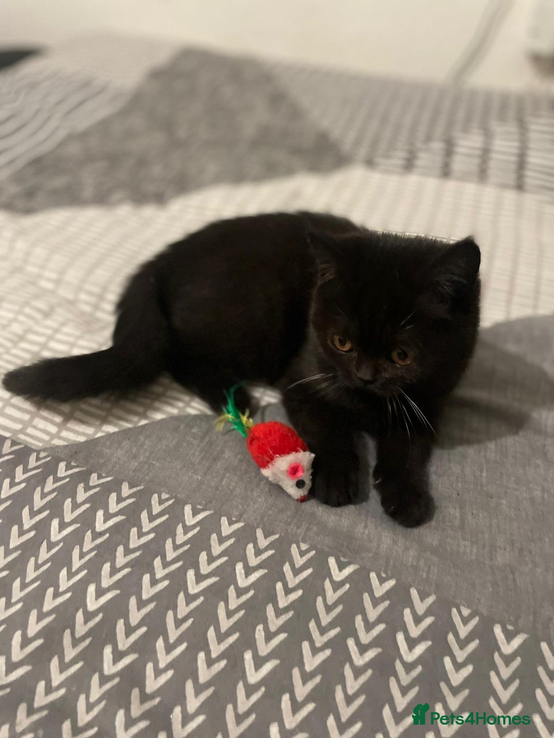 British Shorthair cats for sale: GCCF Black British Shorthair Kittens - Advert 11