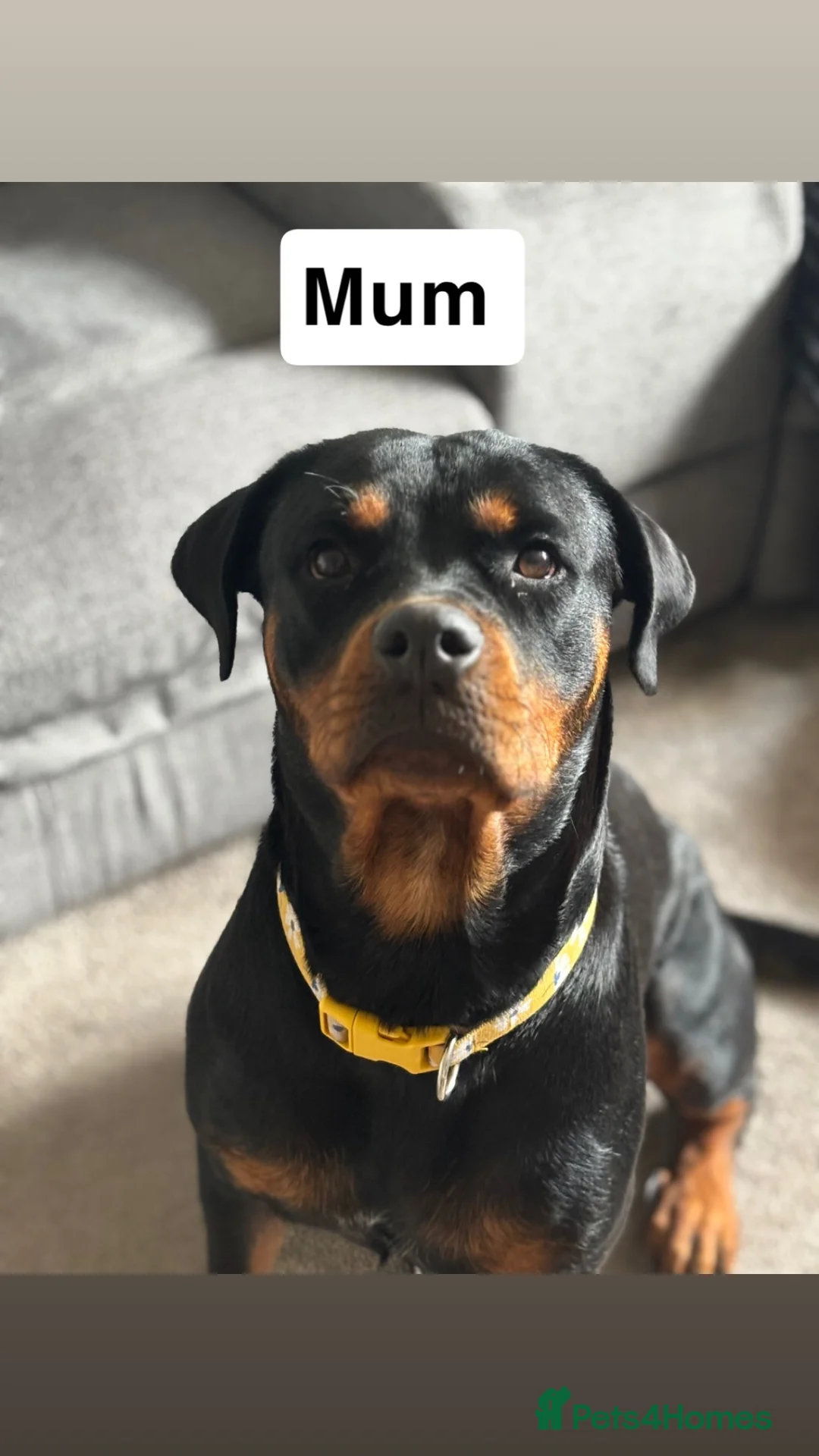 Rottweiler dogs for sale: READY TO GO! Rottweiler pups  - Advert 25