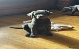 Labrador Retriever dogs for sale: 🩶 Silver & Charcoal Labrador Puppies - Image 6