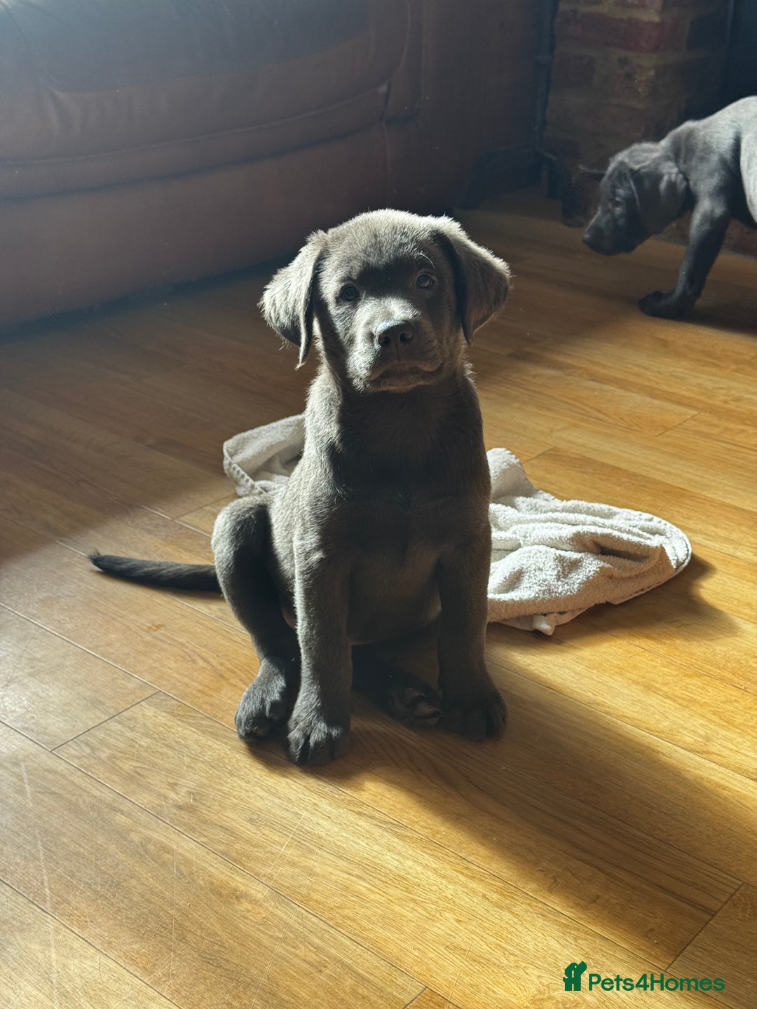Labrador Retriever dogs for sale: 🩶 Silver & Charcoal Labrador Puppies - Image 6