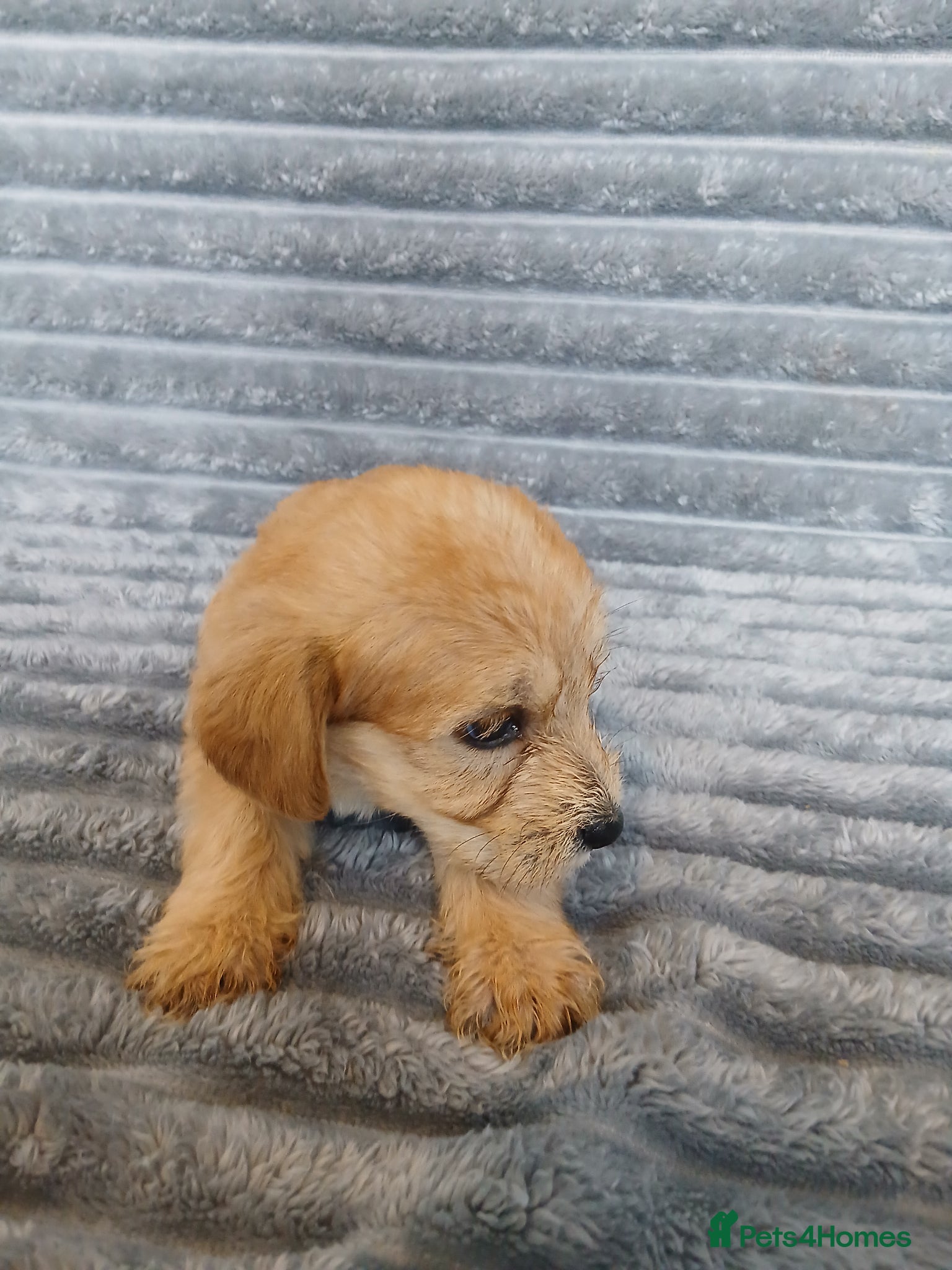 Mixed Breed dogs for sale: 8 dachshund x jack Russel puppies  in Henfield - Advert 21