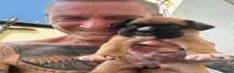 Boxer dogs for sale: charthaihen boxers - Advert 4