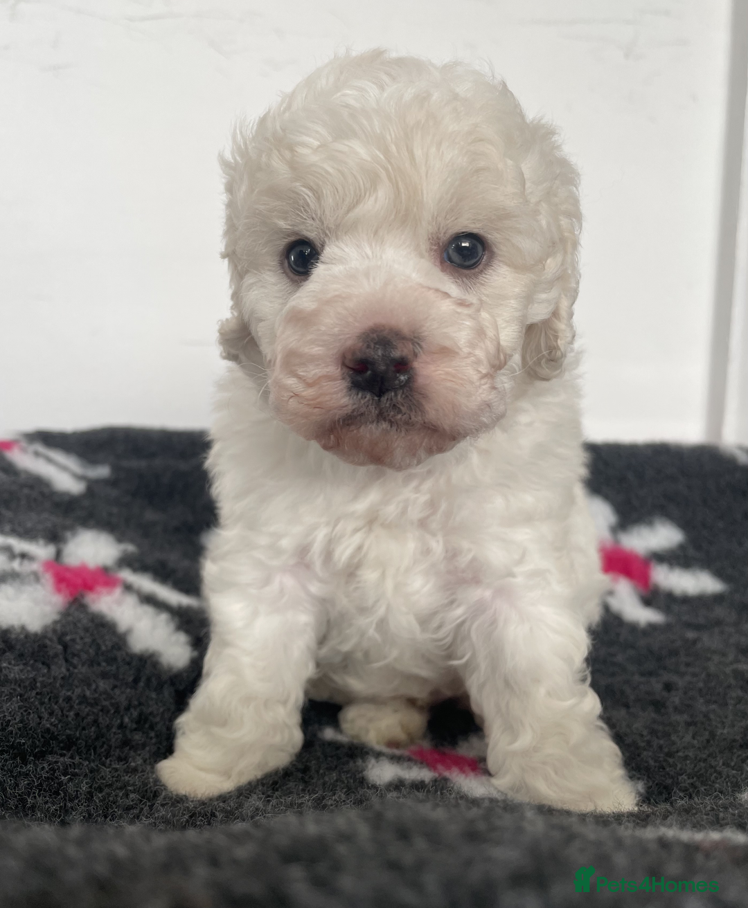 Miniature Poodle dogs for sale: Gorgeous Miniature Poodle puppies - Advert 11