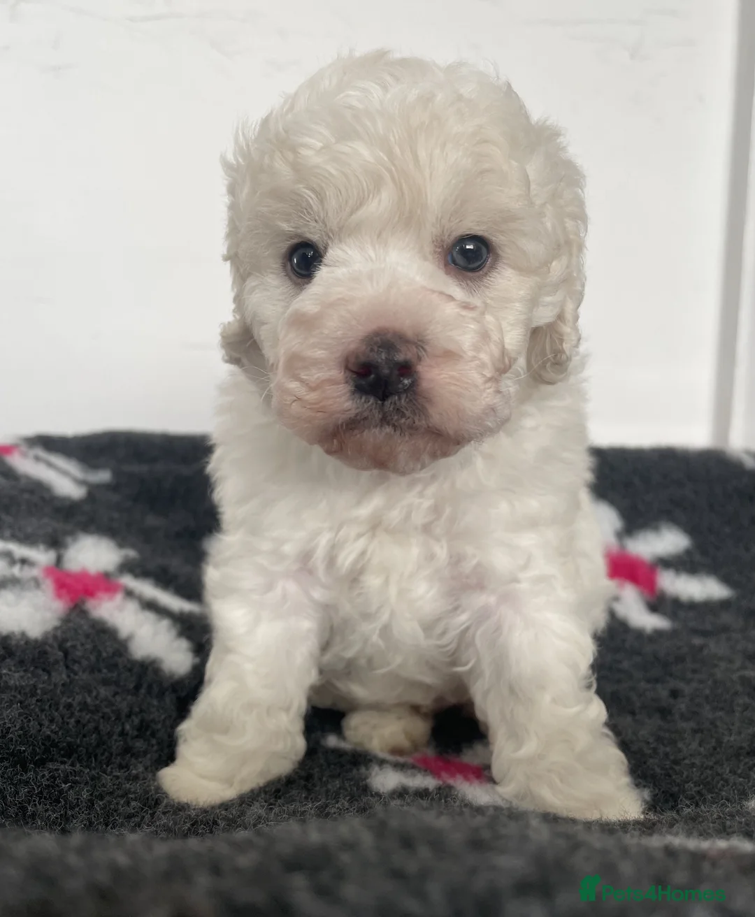 Miniature Poodle dogs for sale: Gorgeous Miniature Poodle puppies - Advert 11