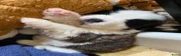 Saint Bernard dogs for sale: (Last 3) Gorgeous Saint Bernard puppies available  - Advert 27