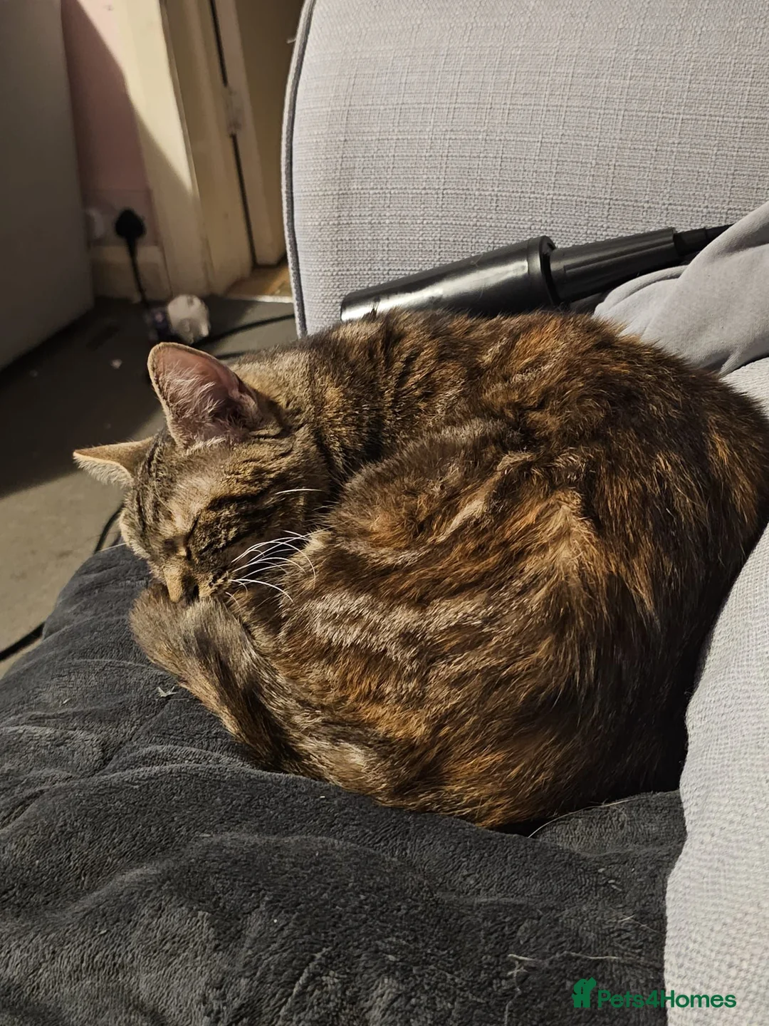 Mixed Breed cats for sale: Eris looking for home  - Advert 2