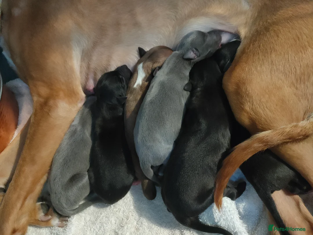 Whippet dogs for sale: Whippet puppies  - Advert 2