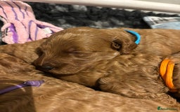 Cockapoo dogs for sale: Stunning Fox Red F1B Cockapoos Outstanding Quality - Image 13