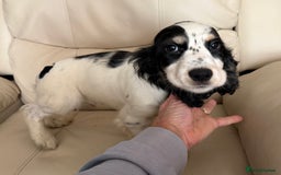 Cocker Spaniel dogs for sale: Cocker Spaniel Boy Puppy - Image 4