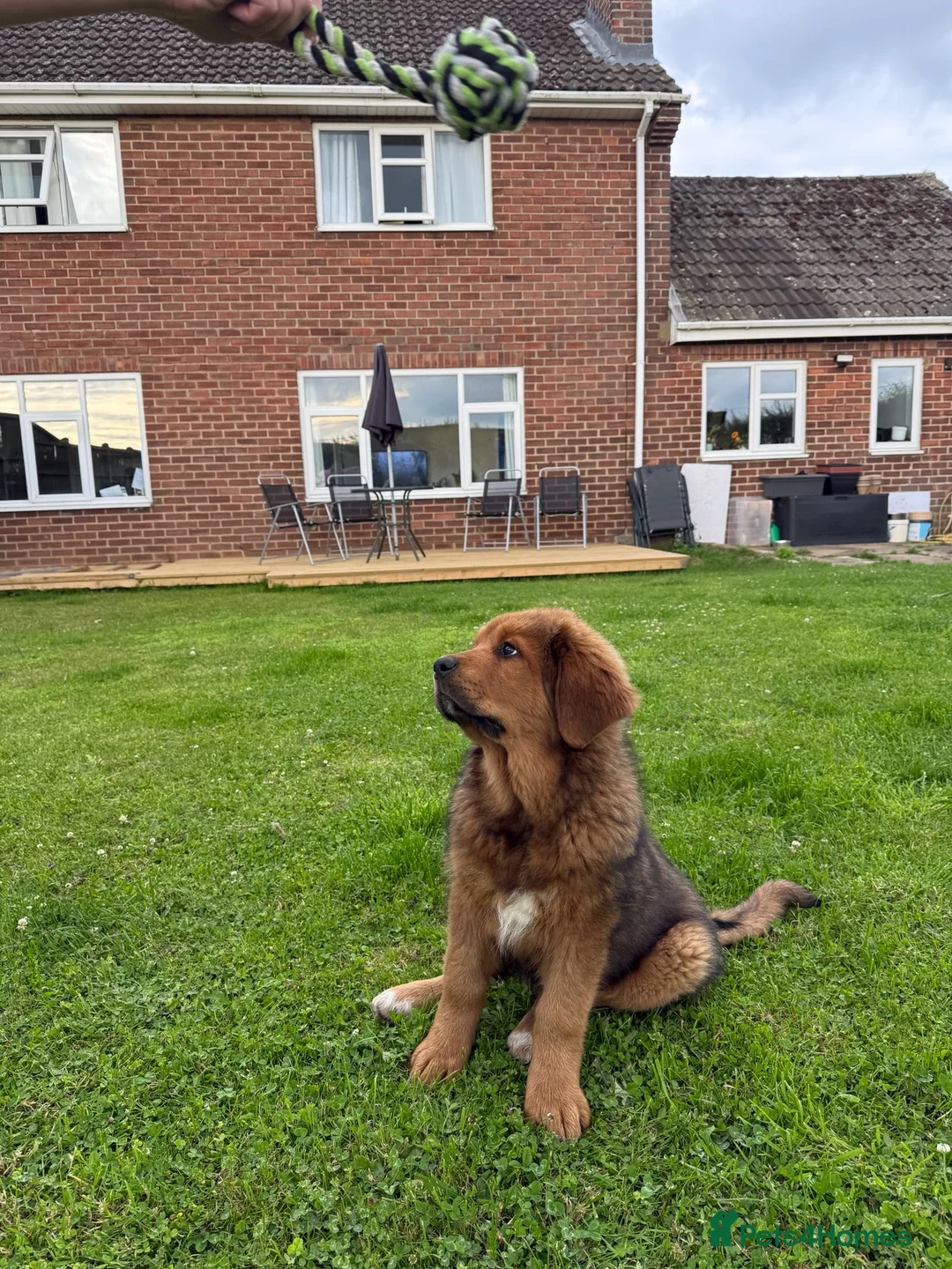 Tibetan Mastiff dogs for sale: Tibetan mastiff  - Advert 1
