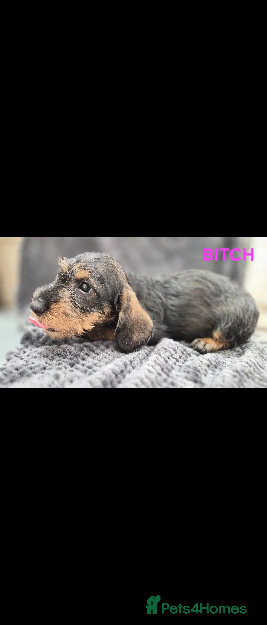 Dachshund dogs for sale: Standard Wirehaired Dachshund  - Advert 2