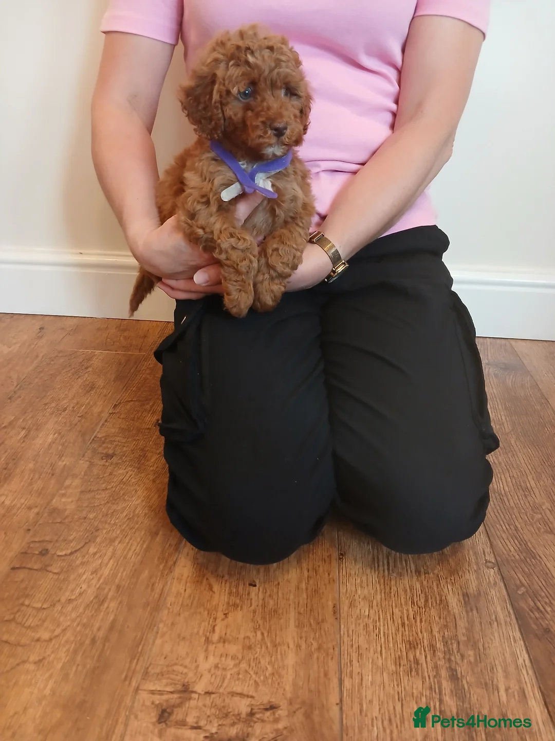 Cockapoo dogs for sale: Cockapoo puppies  - Advert 1