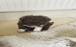 Lagotto Romagnolo dogs for sale: MULTI INTERNATIONAL CHAMPION GRANDPARENTS - Image 3