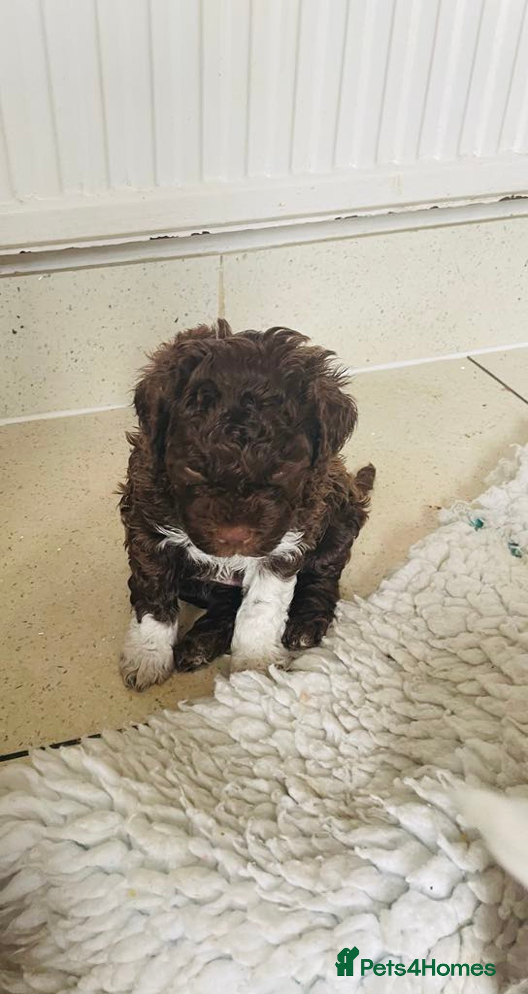 Lagotto Romagnolo dogs for sale: MULTI INTERNATIONAL CHAMPION GRANDPARENTS - Image 3